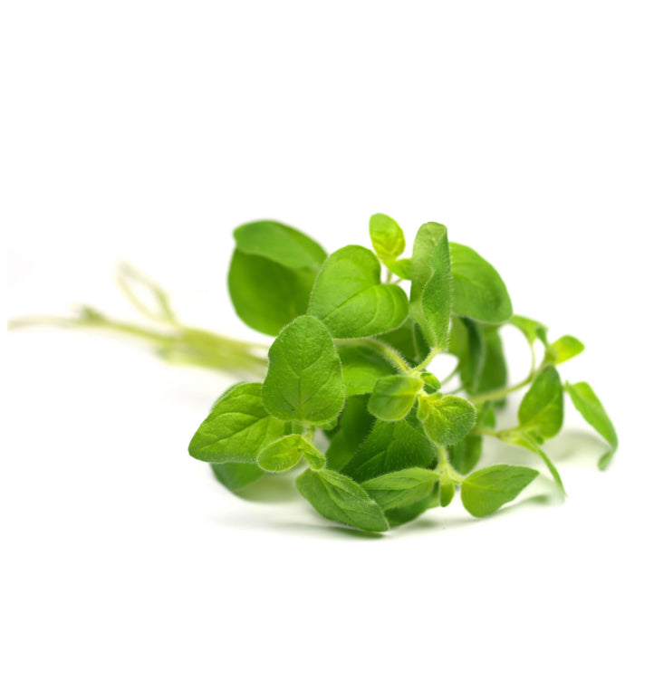 Oregano 15mL