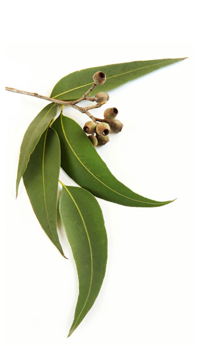 Eucalyptus 15mL