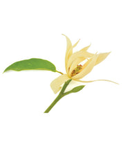 Magnolia Touch