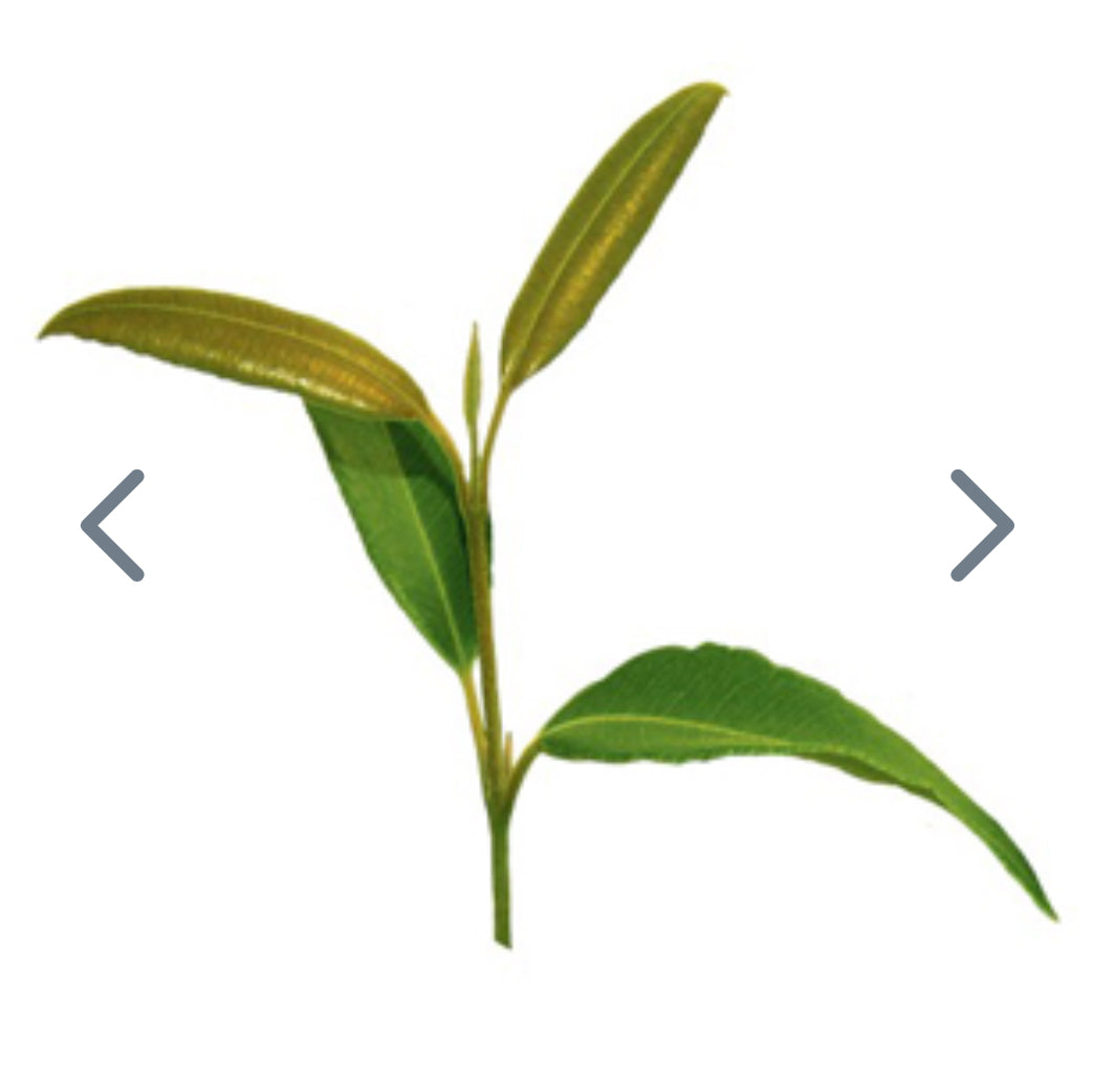 Lemon Myrtle 5ml